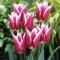 TULP Claudia