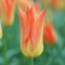 TULP Lilyfire