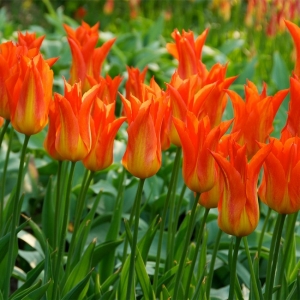 TULP Lilyfire