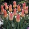 TULP Elegant Lady