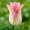 TULP Elegant Lady