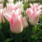 TULP Holland Chick