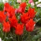 TULP Red Torch