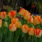 TULP American Dream