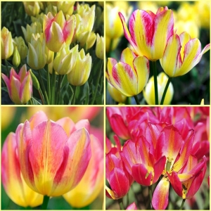 TULP Antoinette