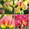 TULP Antoinette