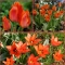 TULP Orange Toronto