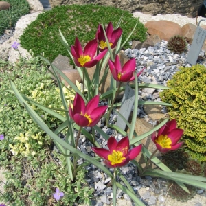 KAUNIS TULP  Tulipa humilis Odalisque