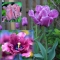 TULP Blue Parrot