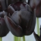 TULP Queen of Night