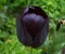 TULP Queen of Night