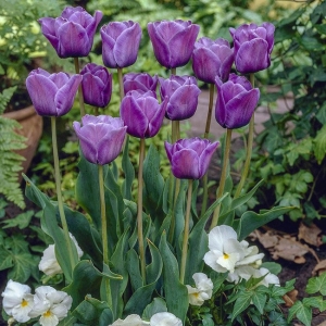 TULP Bleu Amaible