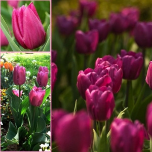 TULP Purple Prince