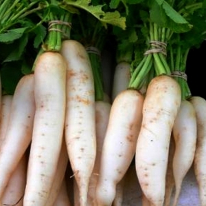 TALIREDIS 'Mino Early', Daikon