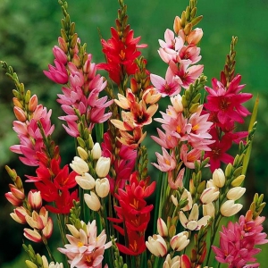 VIKERÕIS  IXIA segu