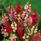VIKERÕIS  IXIA segu
