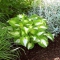 HOSTA Summer Music