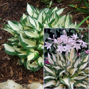 HOSTA Fire and Ice