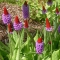 VIALII PRIIMULA  Primula Vialii