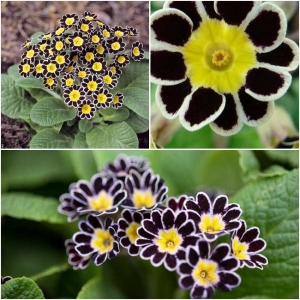 KÕRGE PRIIMULA Silver Lace Black