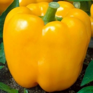 PAPRIKA 'Yellow California Wonder'