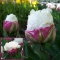 TULP Double Polar