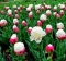 TULP Double Polar