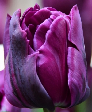 Tulp Negrita Double