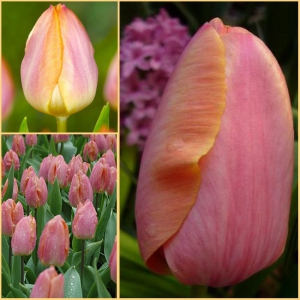 Tulp Salmon Prince