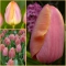 Tulp Salmon Prince