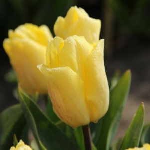 TULP Sunny Prince