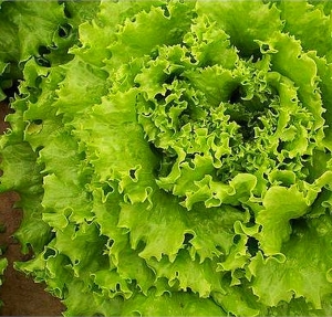 LEHTSALAT Aficion (bataavia salat)