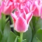 TULP Greigs Happy