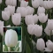 TULP Lanka