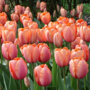 TULP Apricot Impression