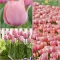 TULP Mystic van Eijk