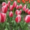 TULP Candy Apple Delight  