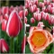 TULP Candy Apple Delight  