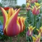 TULP Ballade Dream