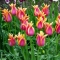 TULP Ballade Dream