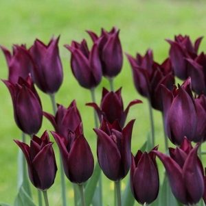 TULP Burgundy