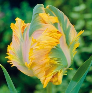 TULP Parrot King