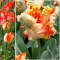 TULP Parrot King