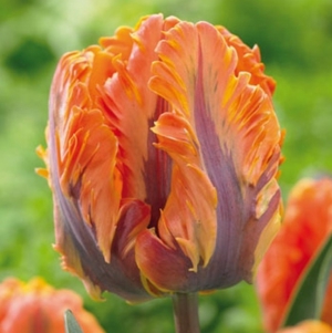 TULP Orange Rococo