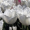 TULP Honeymoon