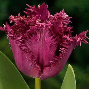 TULP Gorilla