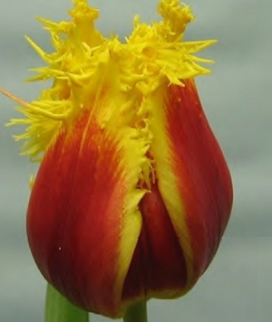 TULP Crispy Artair 