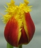 TULP Crispy Artair 