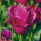 TULP Purple Bouquet