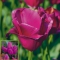 TULP Purple Bouquet